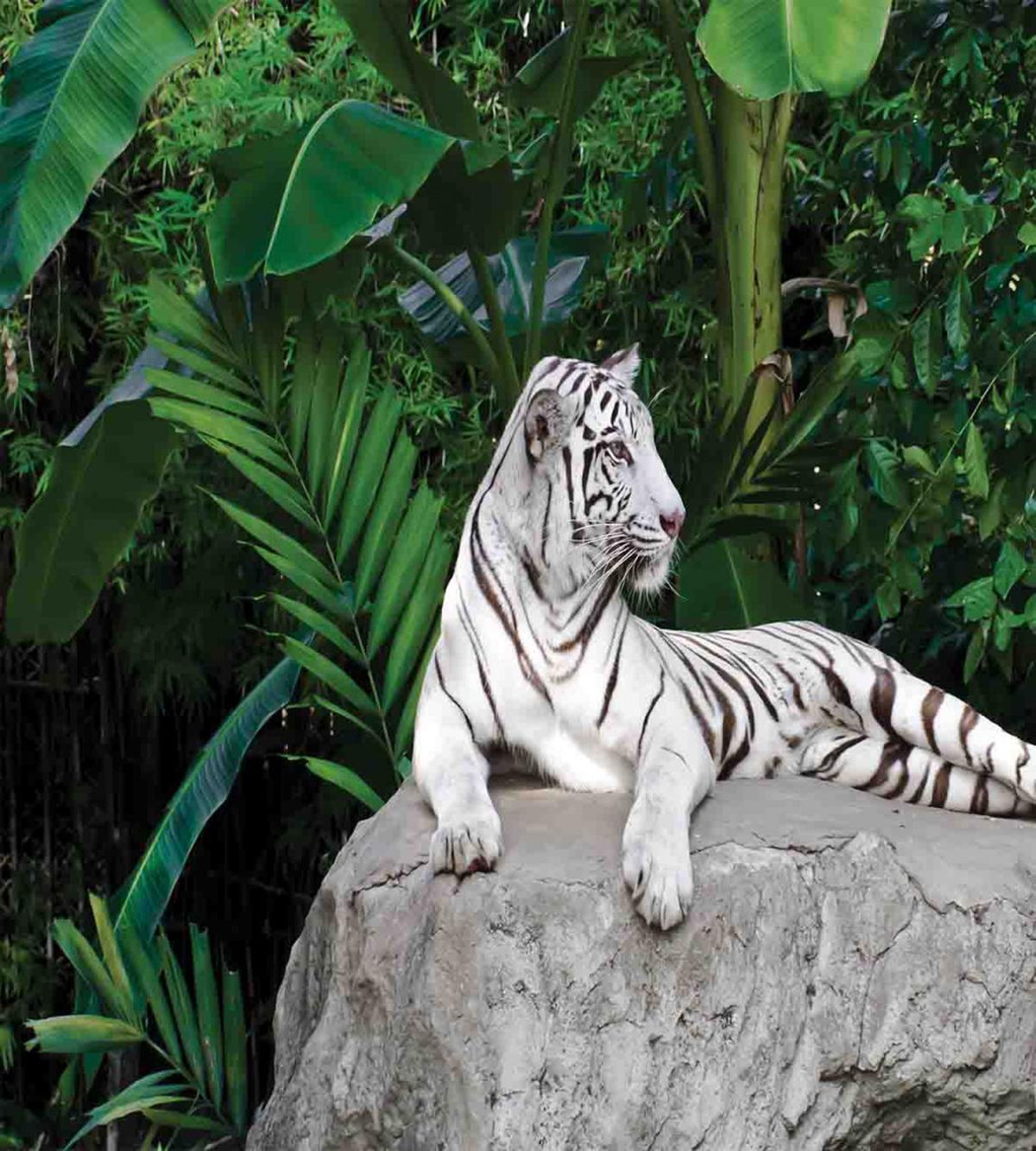 White Tiger in Jungle — Pattern