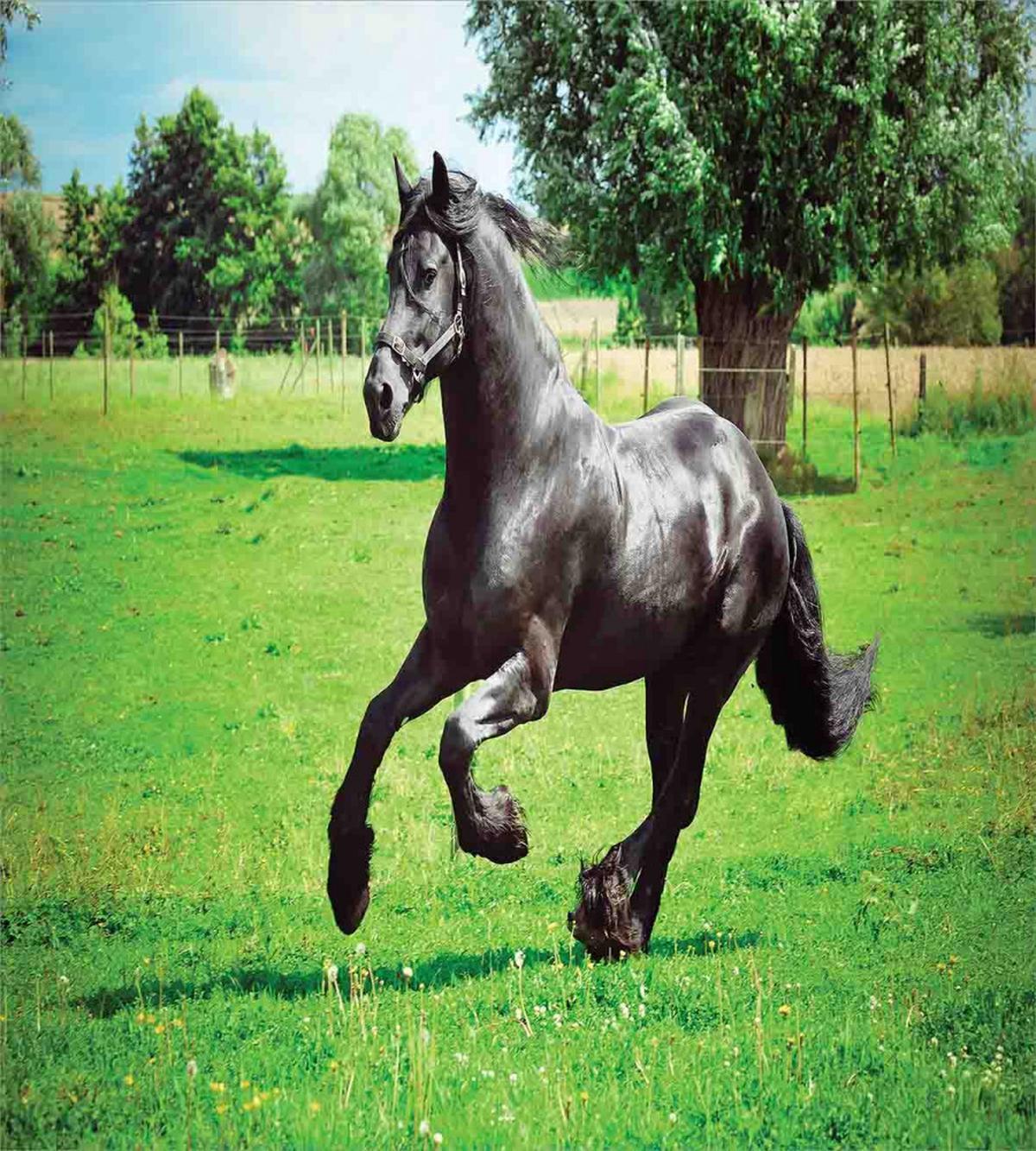 Friesian Horse — Pattern