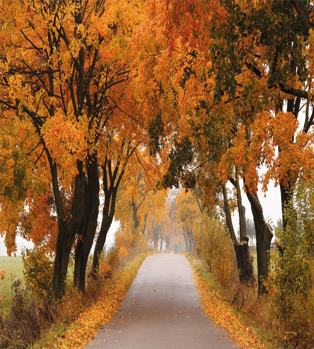 Serene Vivid Maple Trees — Pattern