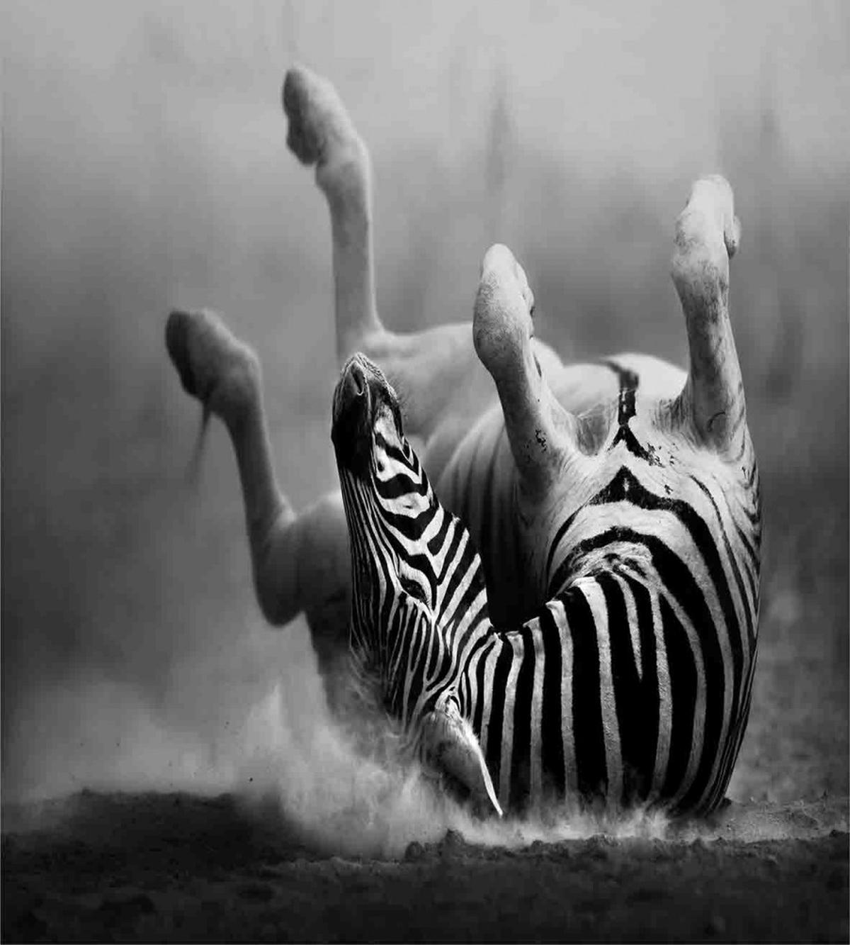 Savage Zebra Striped — Pattern