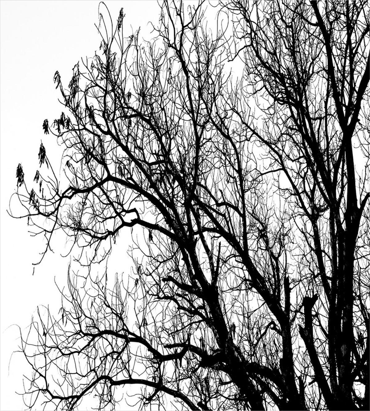 Autumn Fall Tree Branch — Pattern