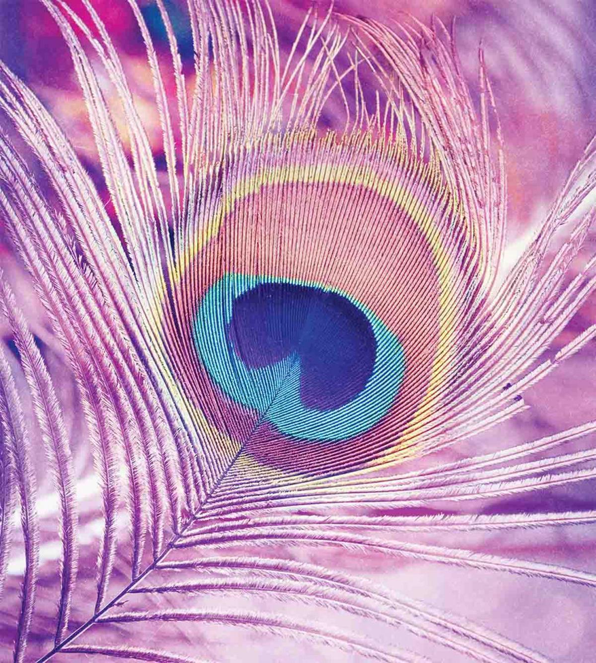 Close up Peacock Plume — Pattern