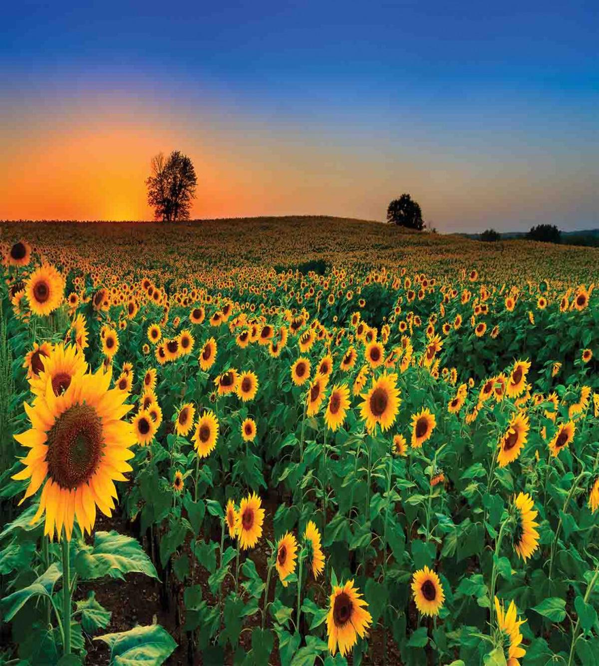 Flower Field at Sunset — Pattern