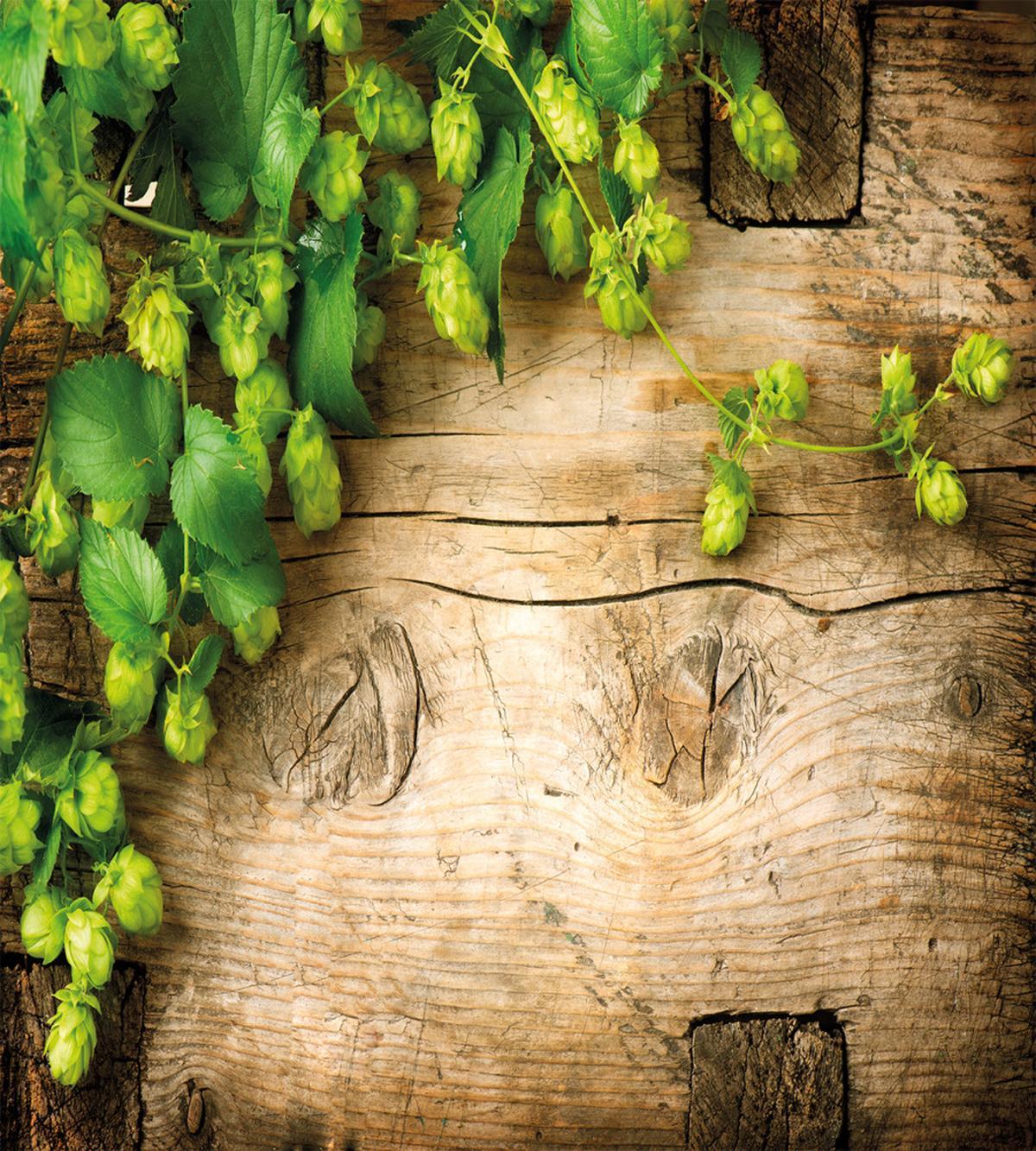Hop Twigs on Wood — Pattern