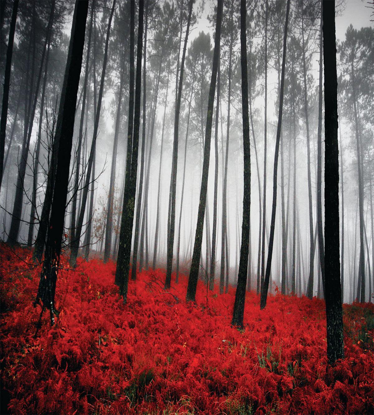 Mystical Foggy Woodland — Pattern