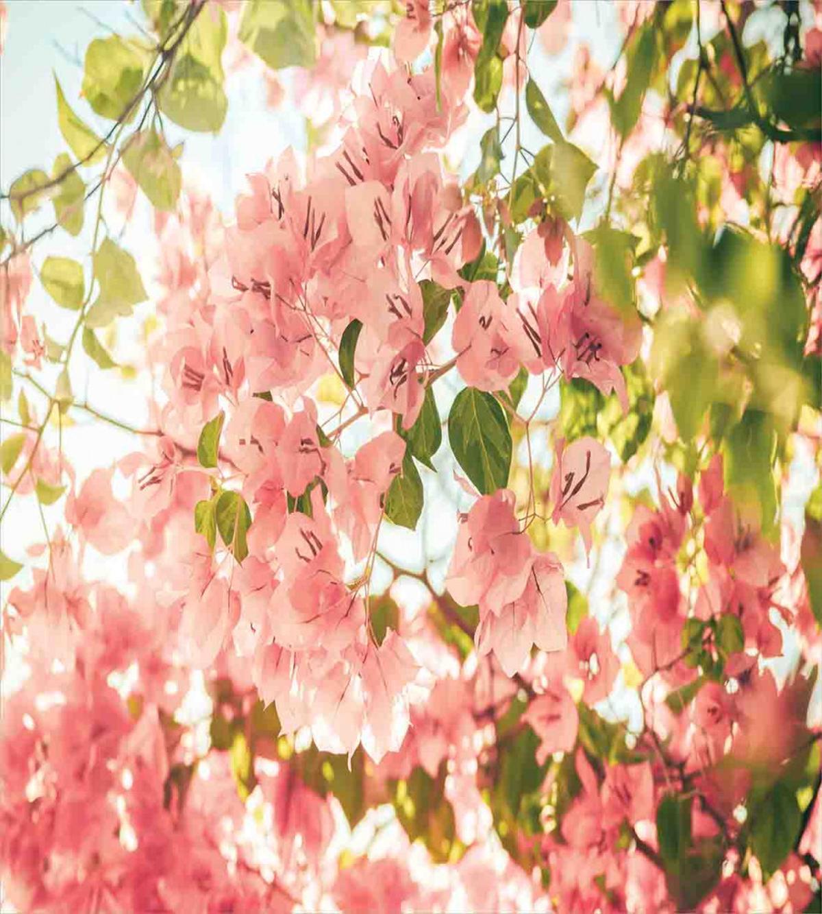 Sunny Summer Blossoms — Pattern