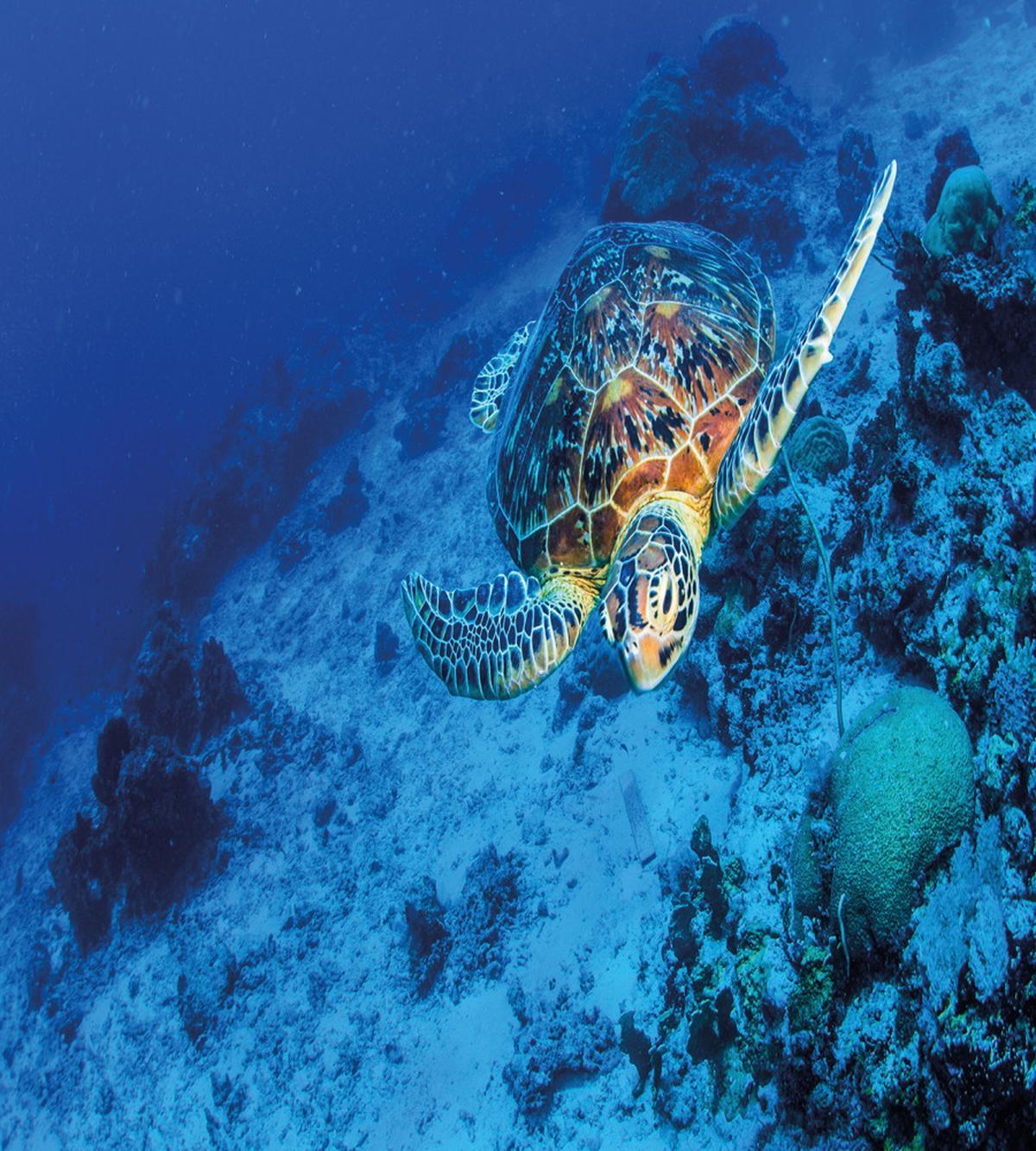 Oceanic Wildlife — Pattern