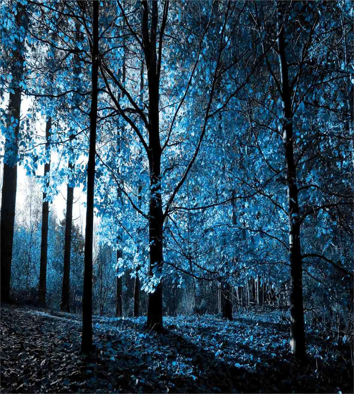 Autumn Woodland — Pattern