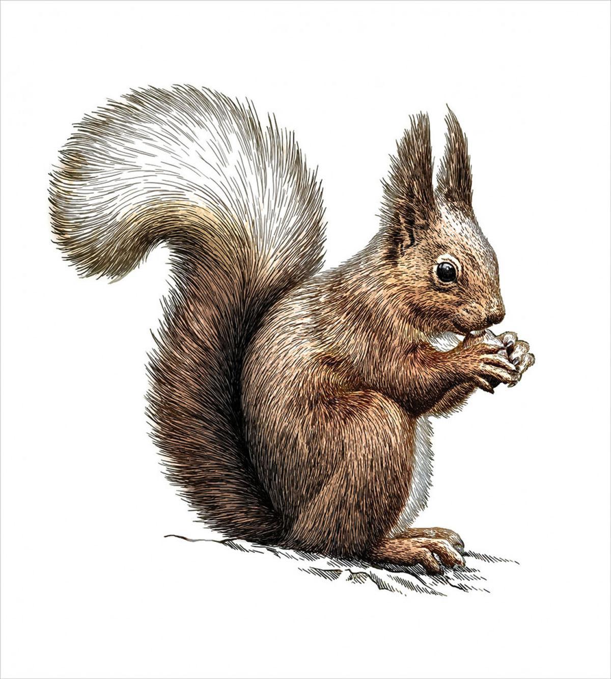 Sketch Artwork Wildlife — Pattern