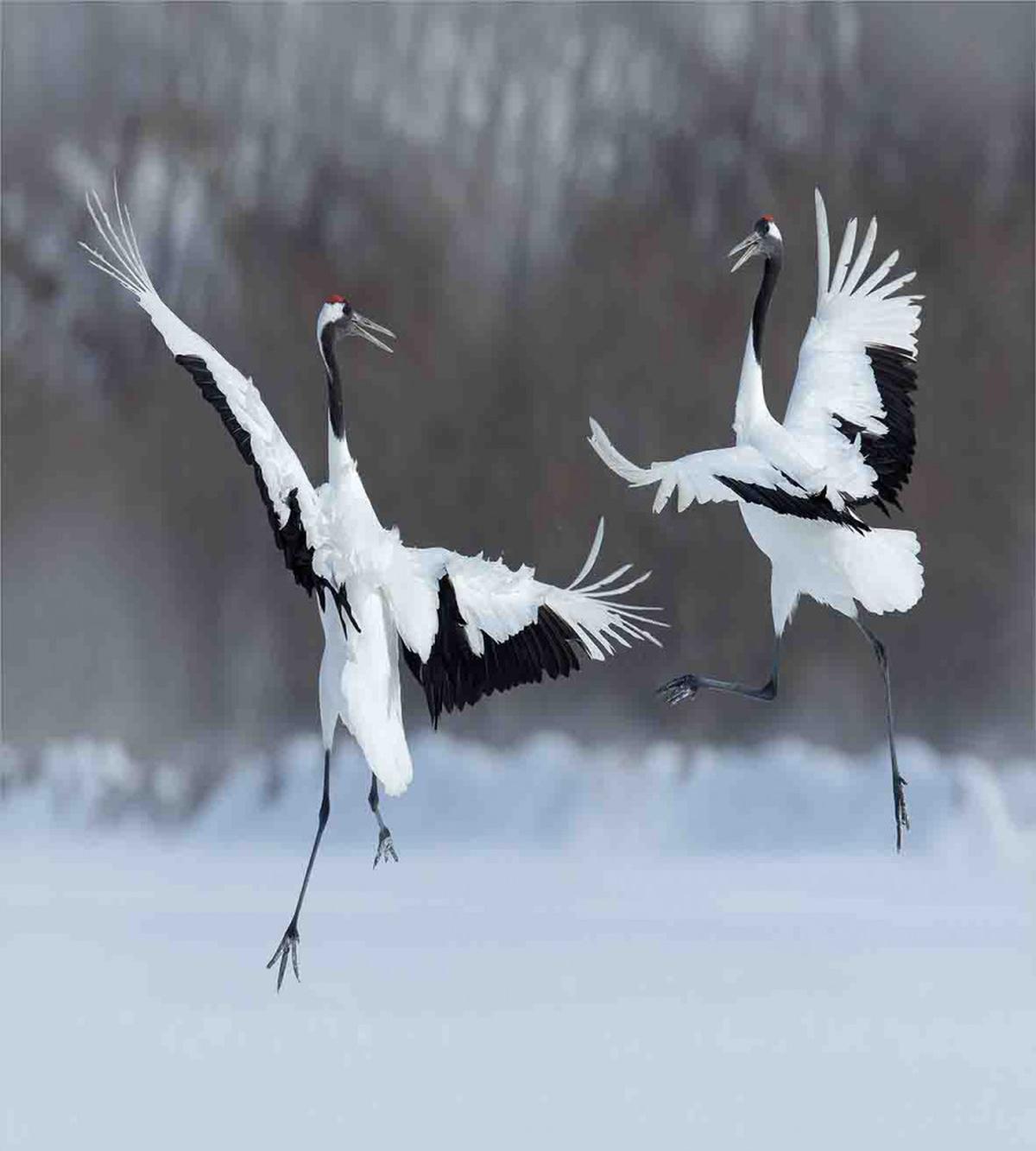 Romantic Bird Wings — Pattern