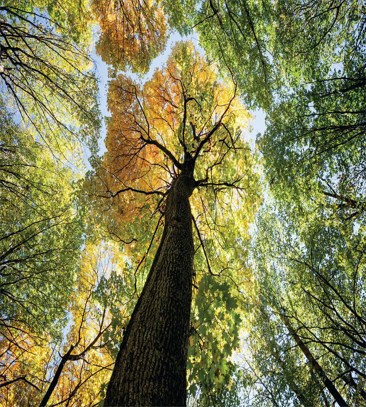 Forest Autumn Growth Eco — Pattern