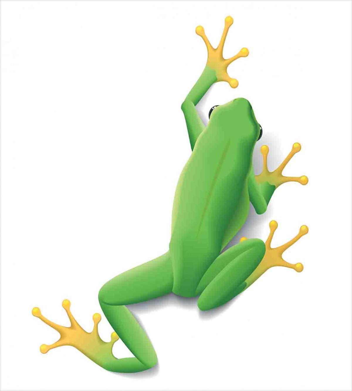 Tropic Frog in Nature — Pattern