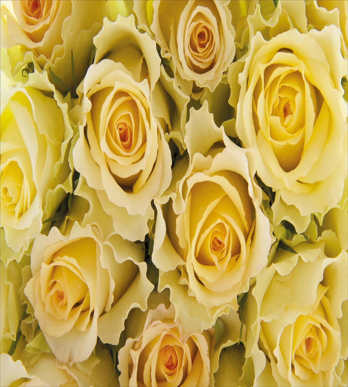 Yellow Bridal Flourish — Pattern