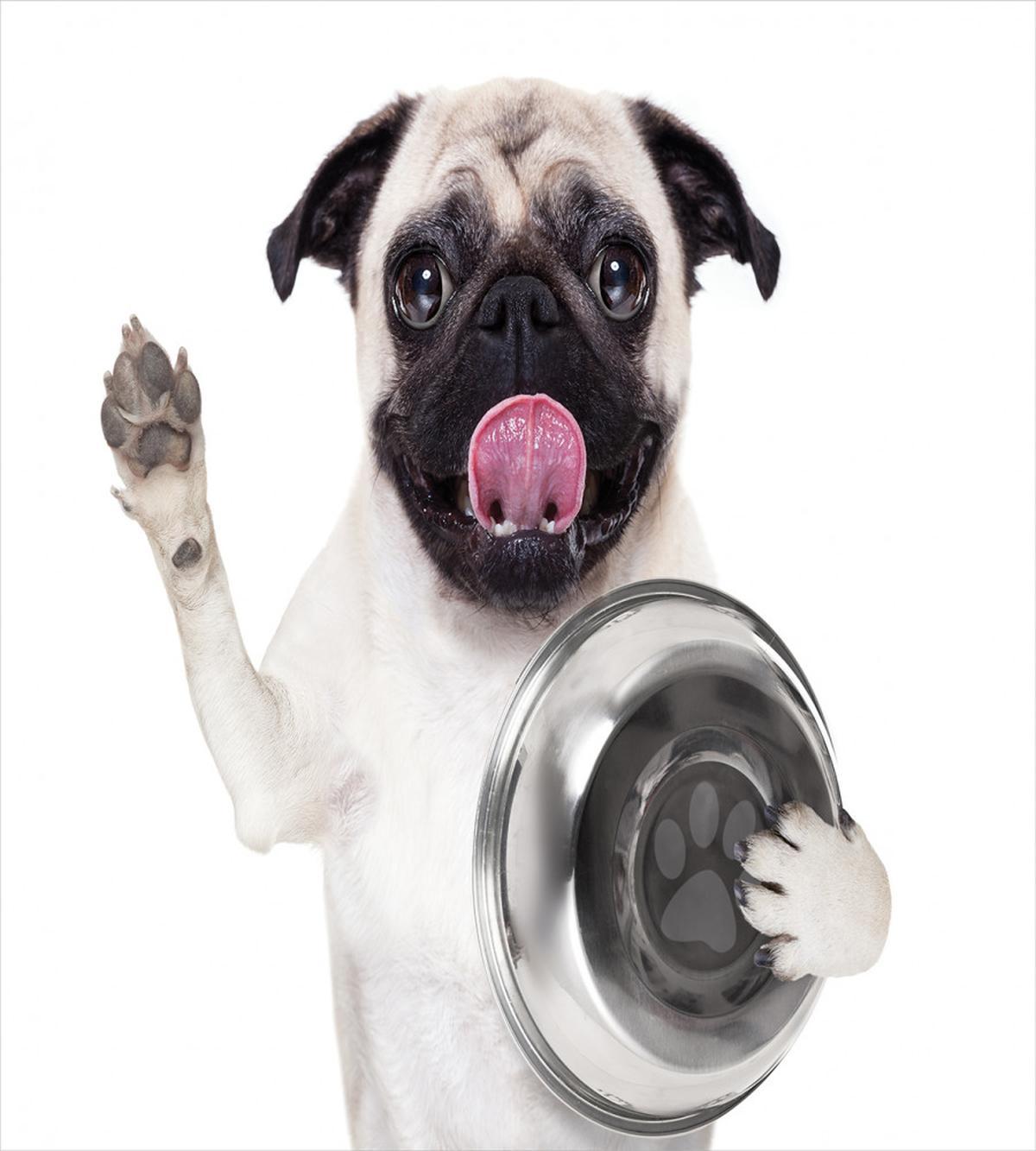 Dog Holding Food Bowl — Pattern