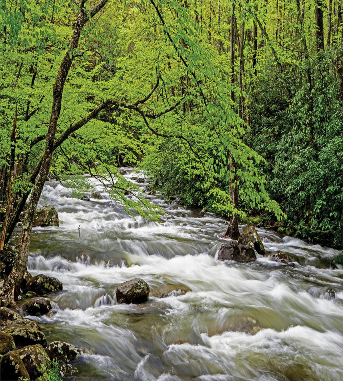 Creek in Spring Forest — Pattern