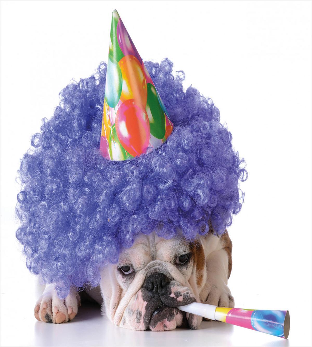 Party Dog Animal — Pattern