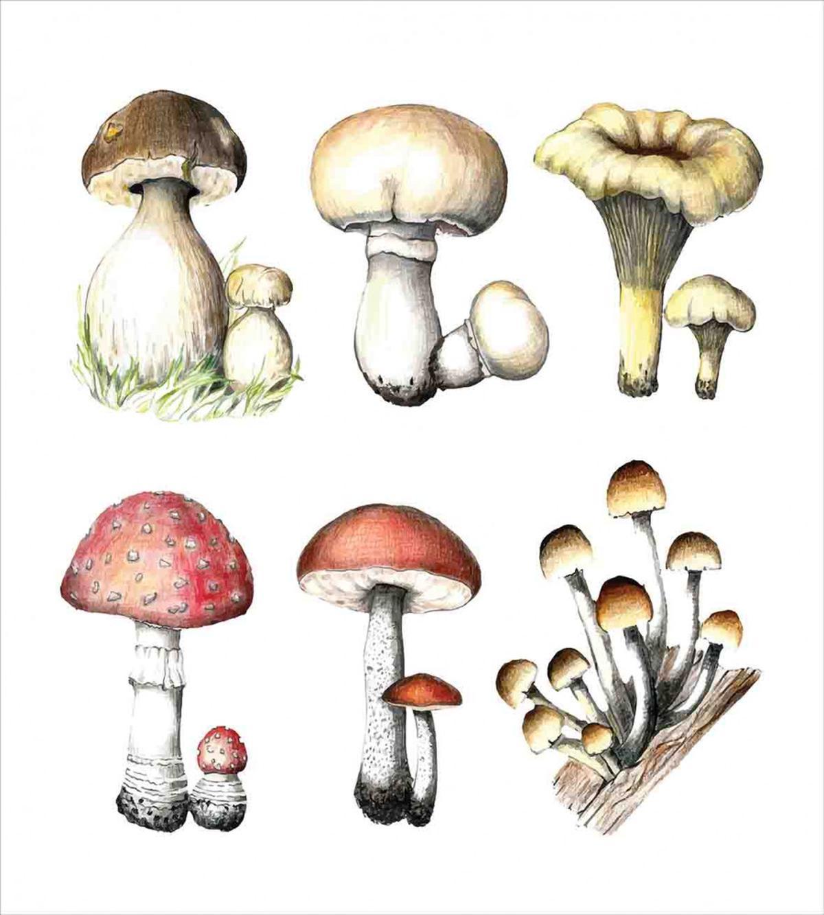 Hand Drawn Fungus — Pattern