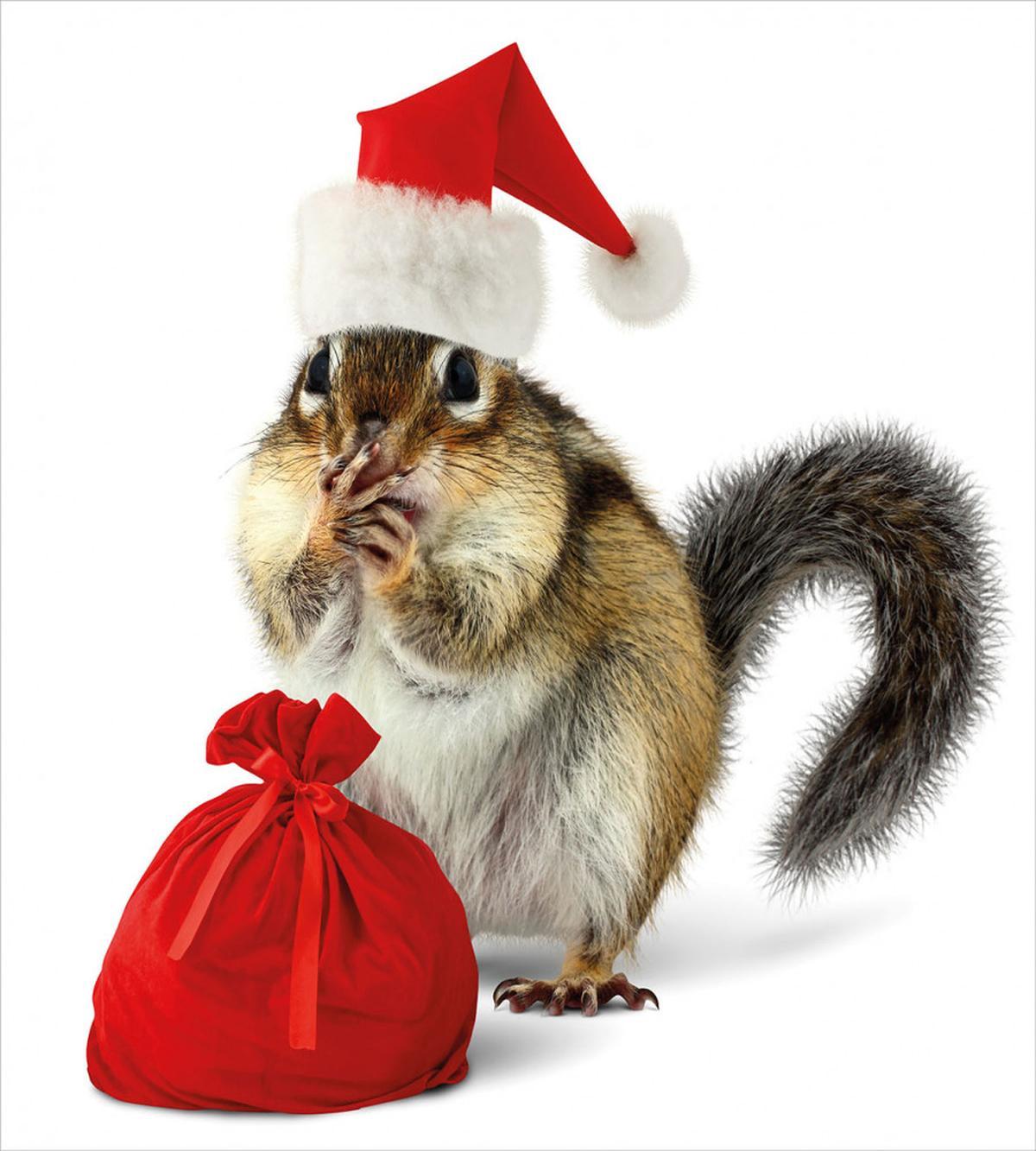 Chipmunk in Santa Hat — Pattern