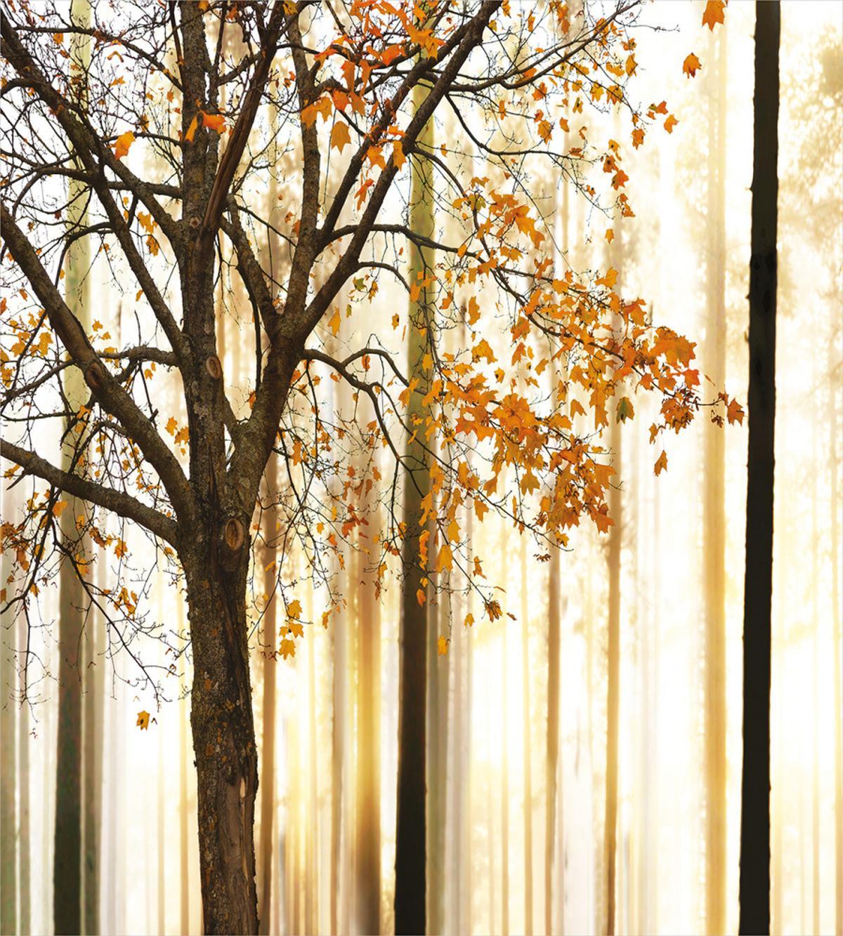 Bare Branches Fall Leaves — Pattern