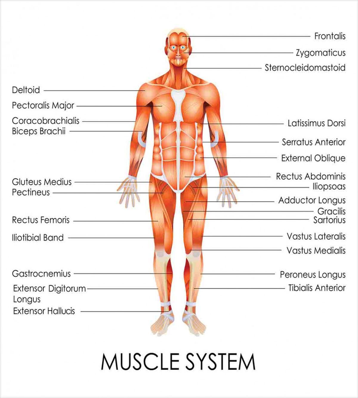 Biology Muscle System — Pattern