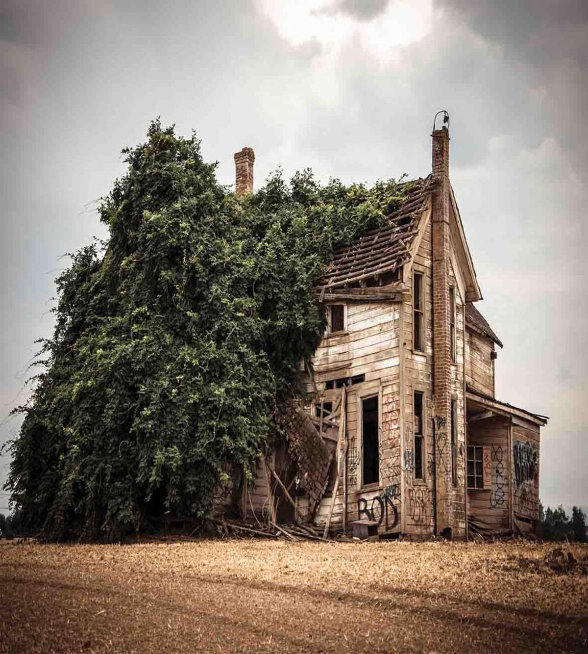 House Rural Ivy — Pattern