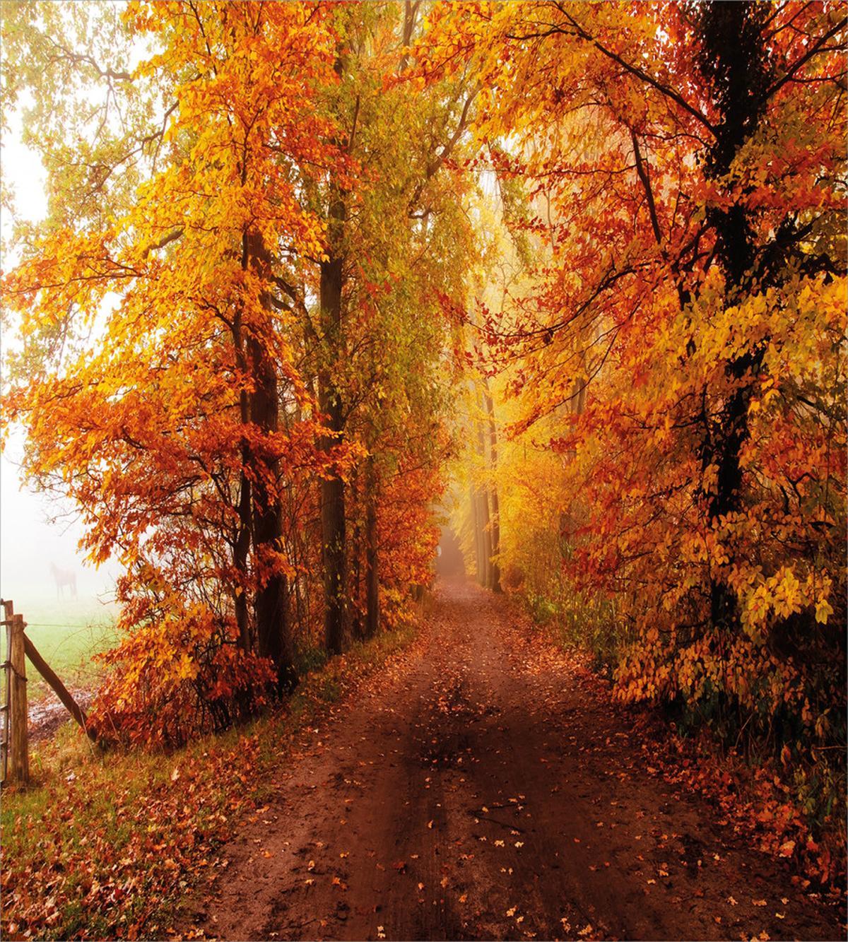 Footpath in Foggy Woods — Pattern