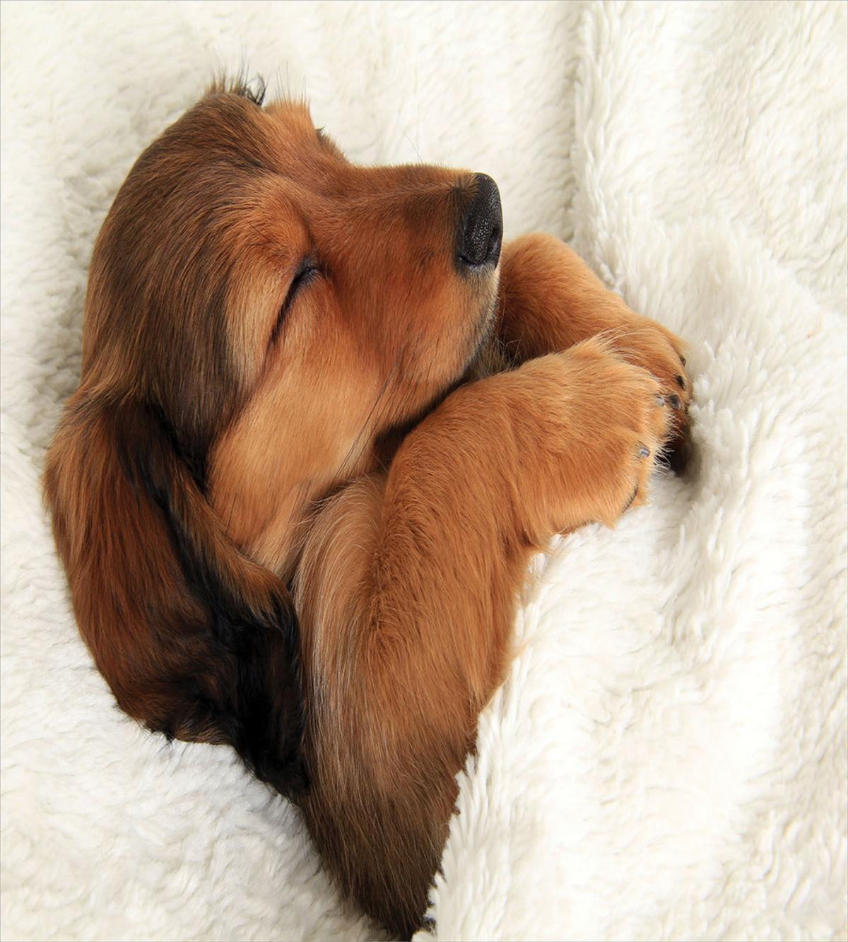 Puppy Sleeping in Its Bed — Pattern