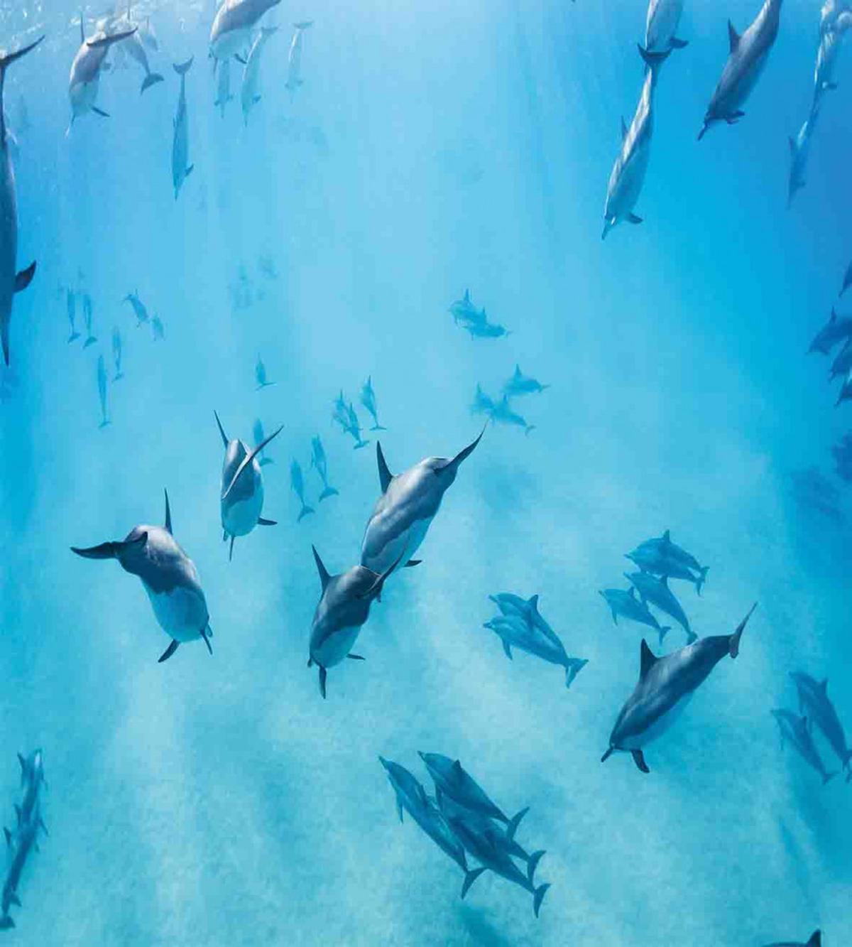 Dolphins Hawaii Ocean — Pattern