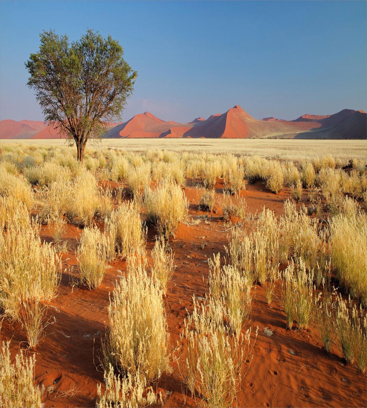 South Africa Desert — Pattern