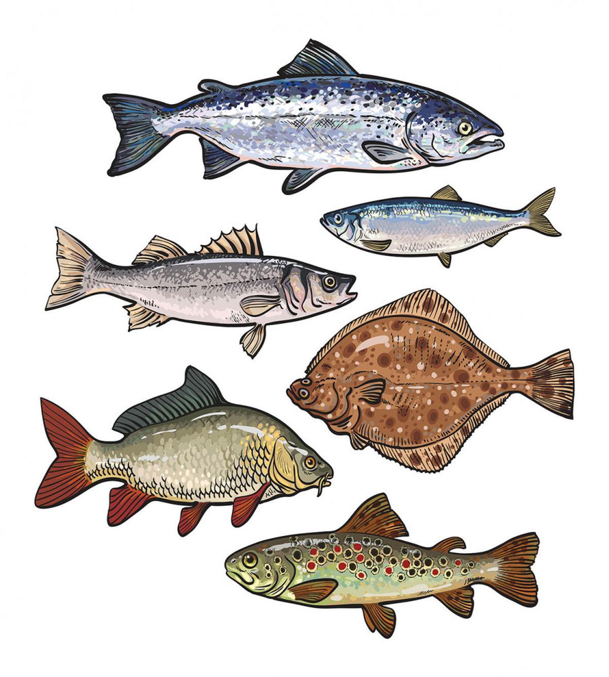 Drawn Various Species of Fish — Pattern