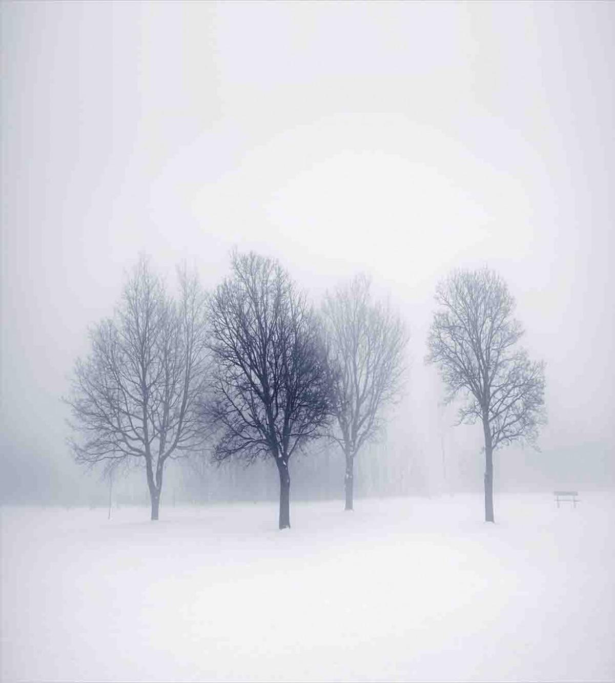 Winter Leafless Forest — Pattern