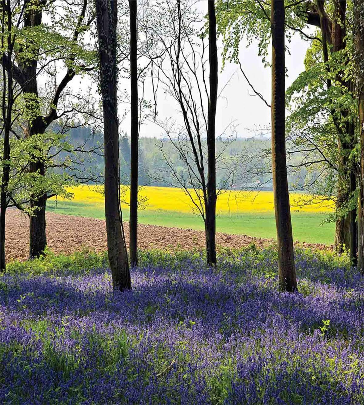 Bluebells Forest Rural — Pattern