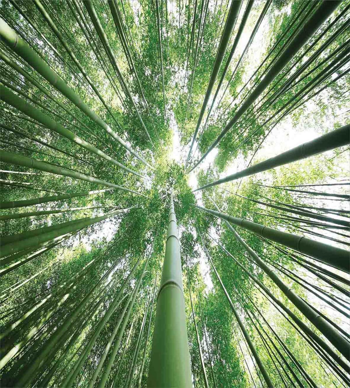 Tropic Rain Forest Bamboo — Pattern