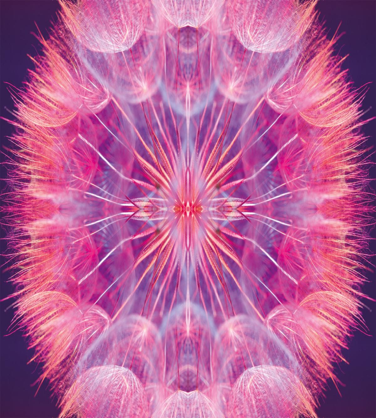 Close up Vivid Dandelion — Pattern