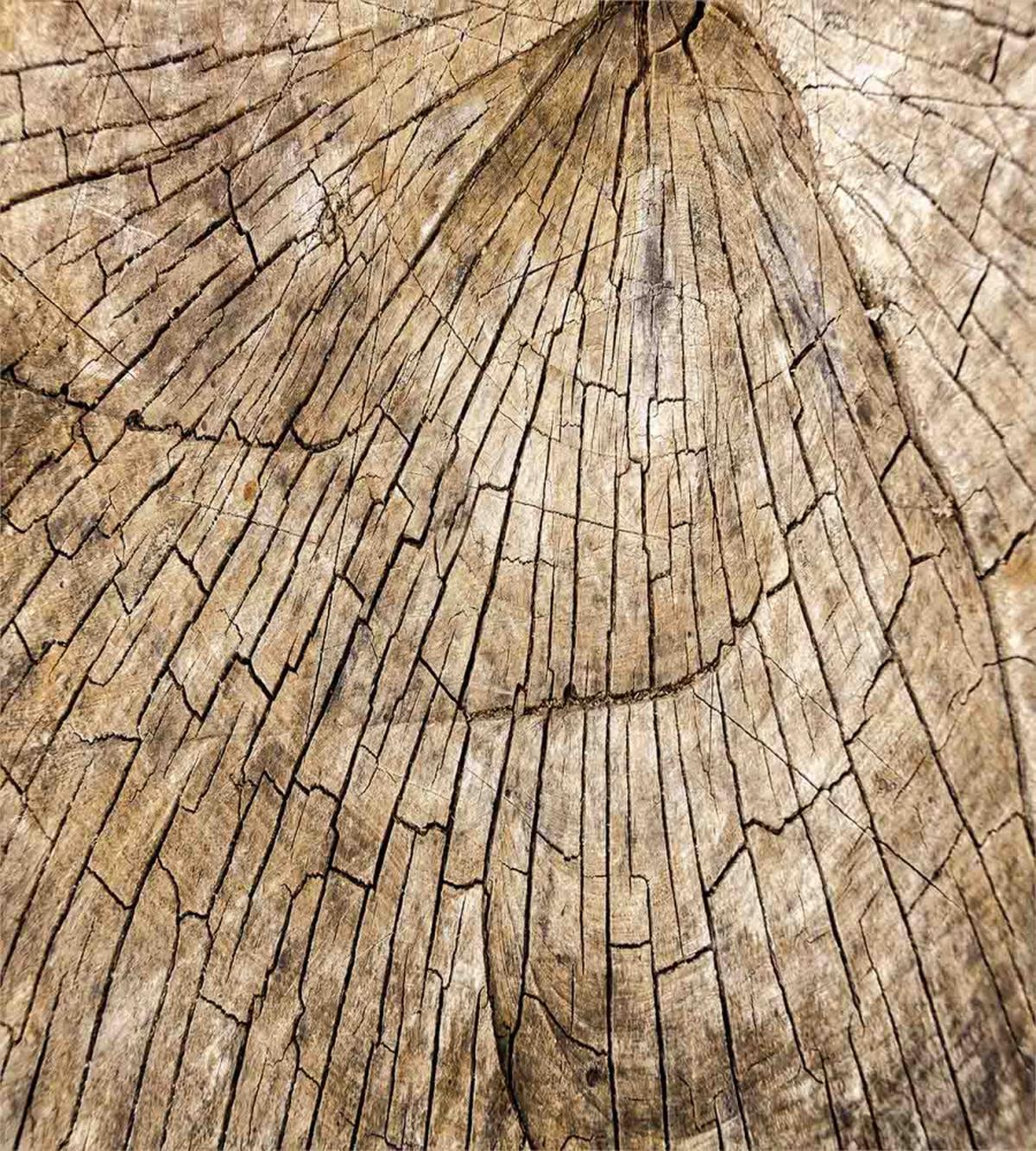 Wooden Nature Forest — Pattern