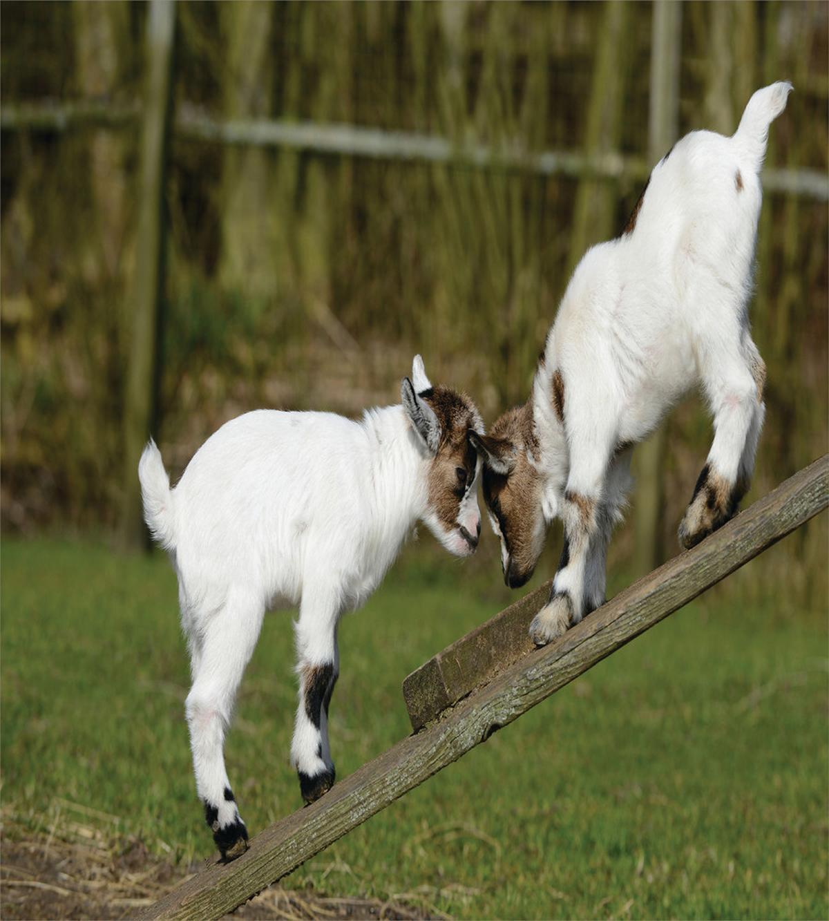 Farm Life with Goats — Pattern