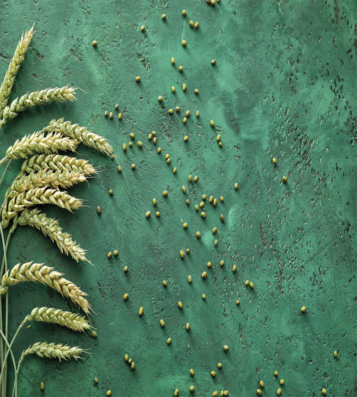 Agriculture Art Wheat — Pattern