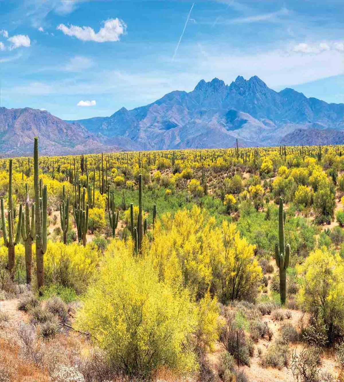 Landscape of Desert — Pattern