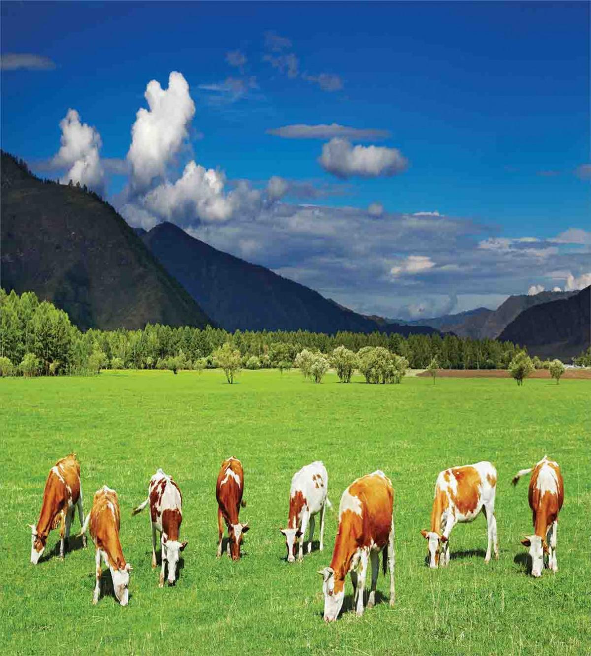Mountains Grazing Cows — Pattern