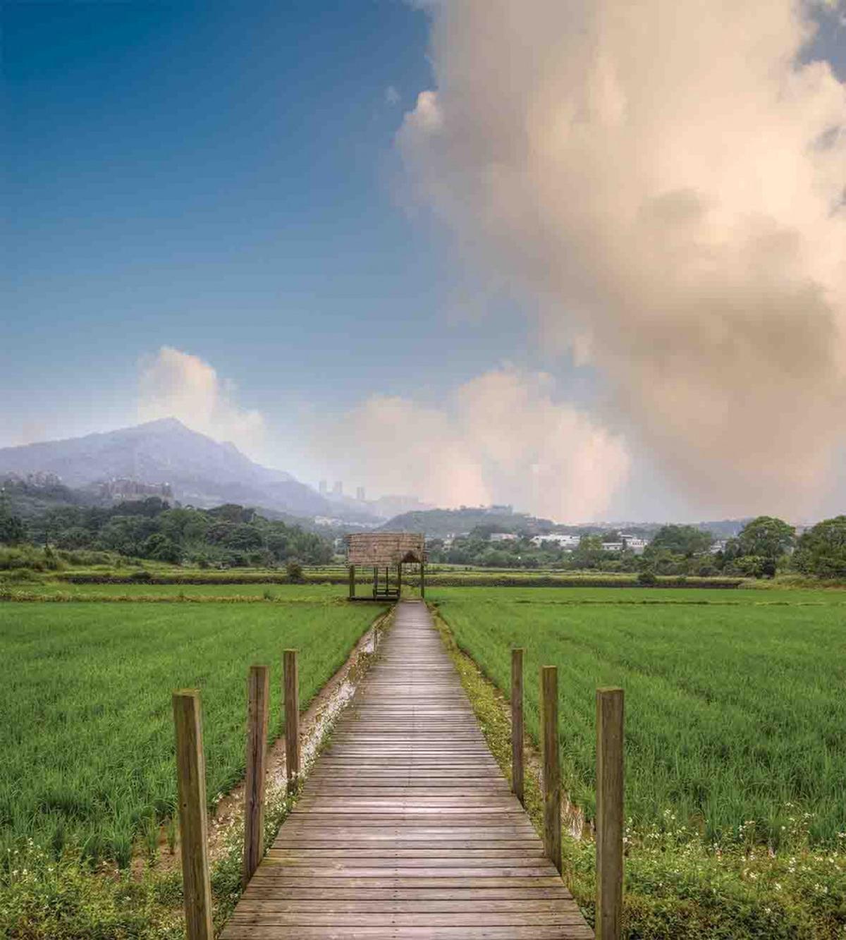 Wooden Rural Path — Pattern