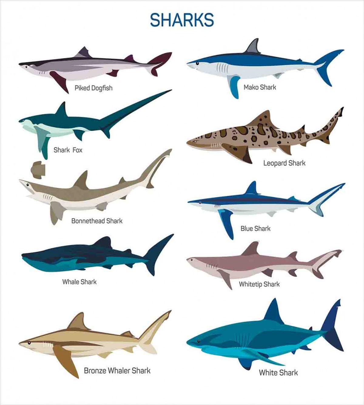 Cartoon Shark Types Wild — Pattern