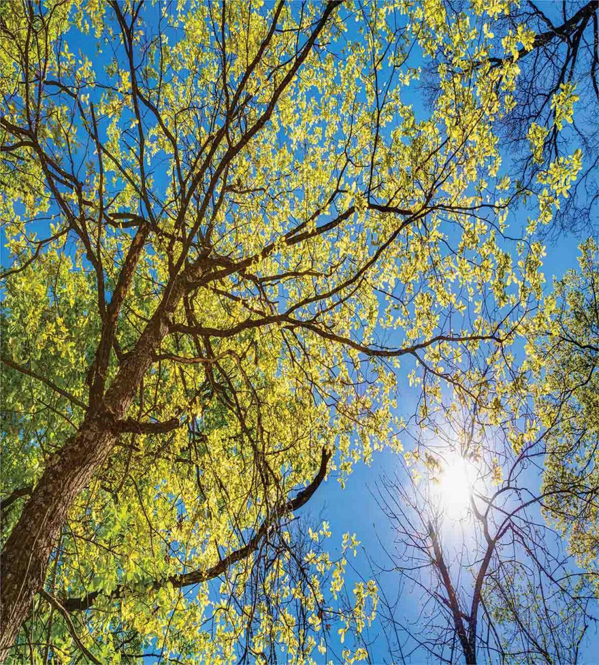 Pastoral Tree Branch — Pattern