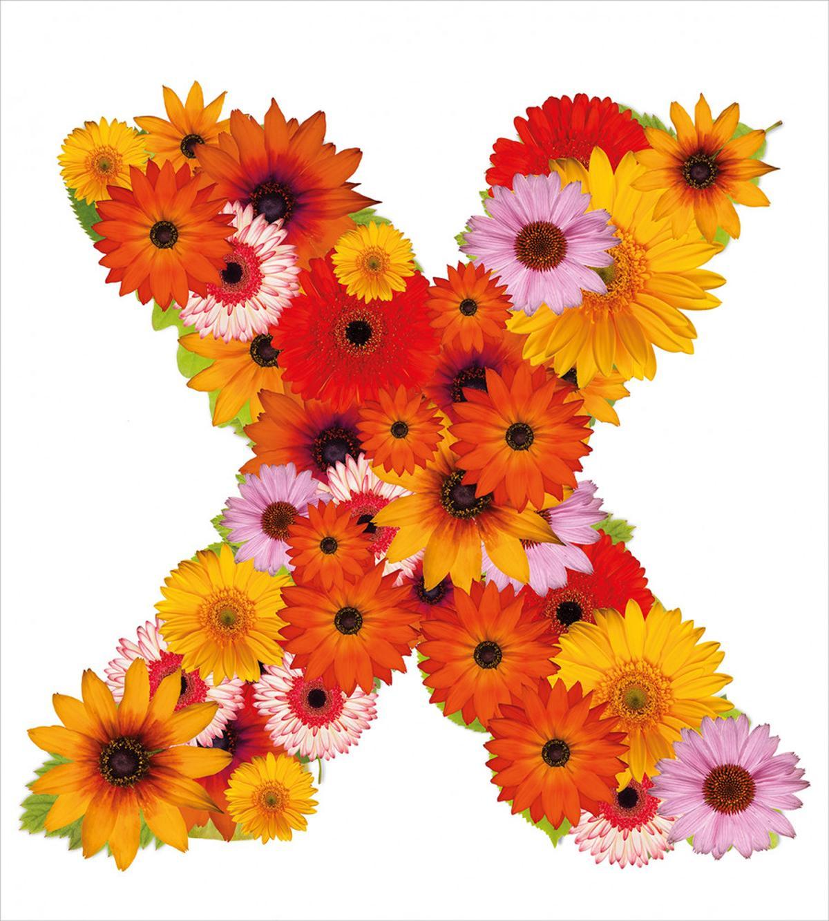 Multicolored Daisies X — Pattern