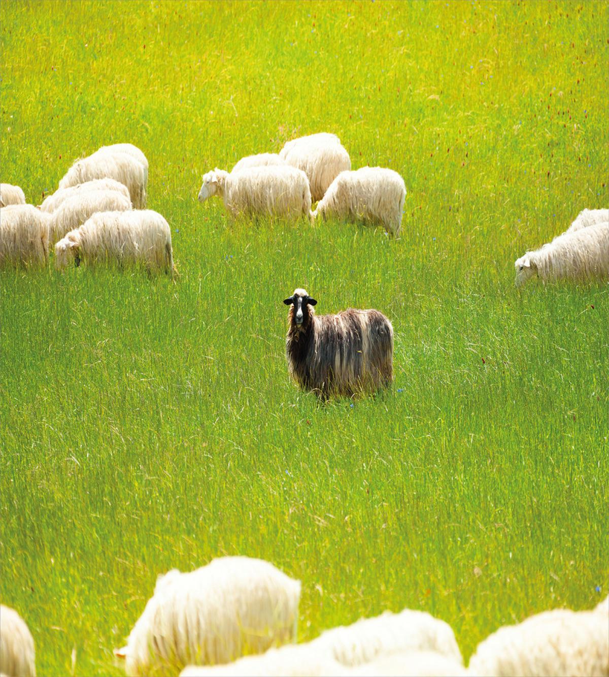 Black Sheep White Goats — Pattern