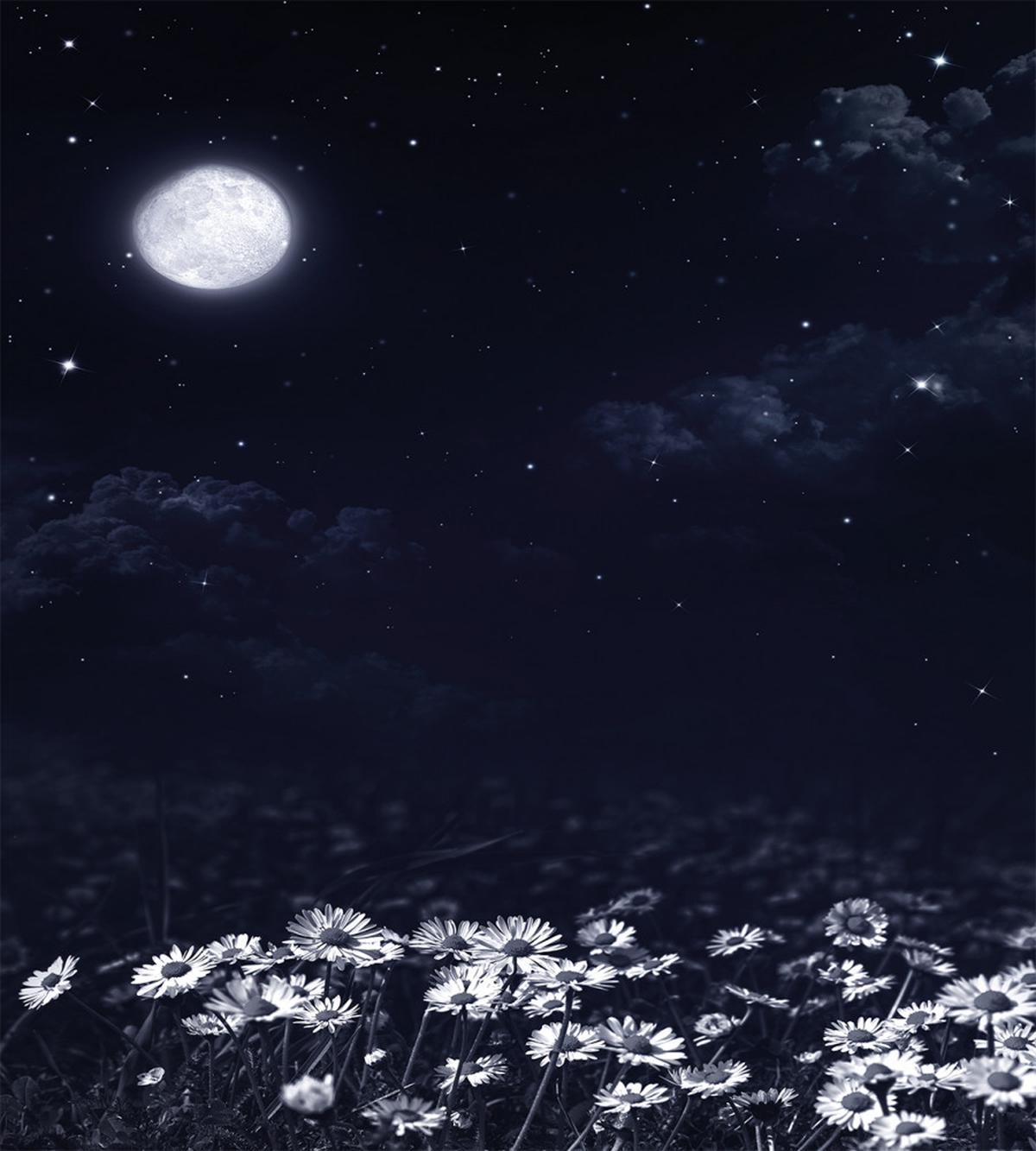 Dark Night White Daisies — Pattern