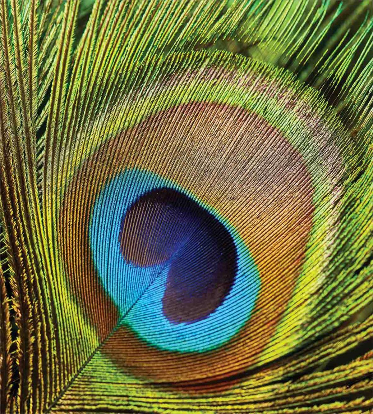 Green Peacock Feathers — Pattern