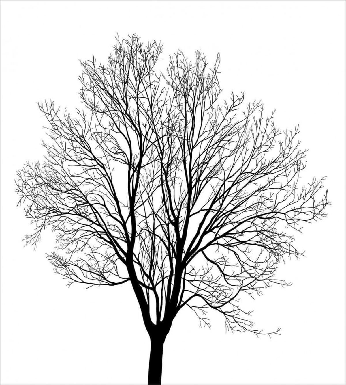 Barren Maple Tree — Pattern