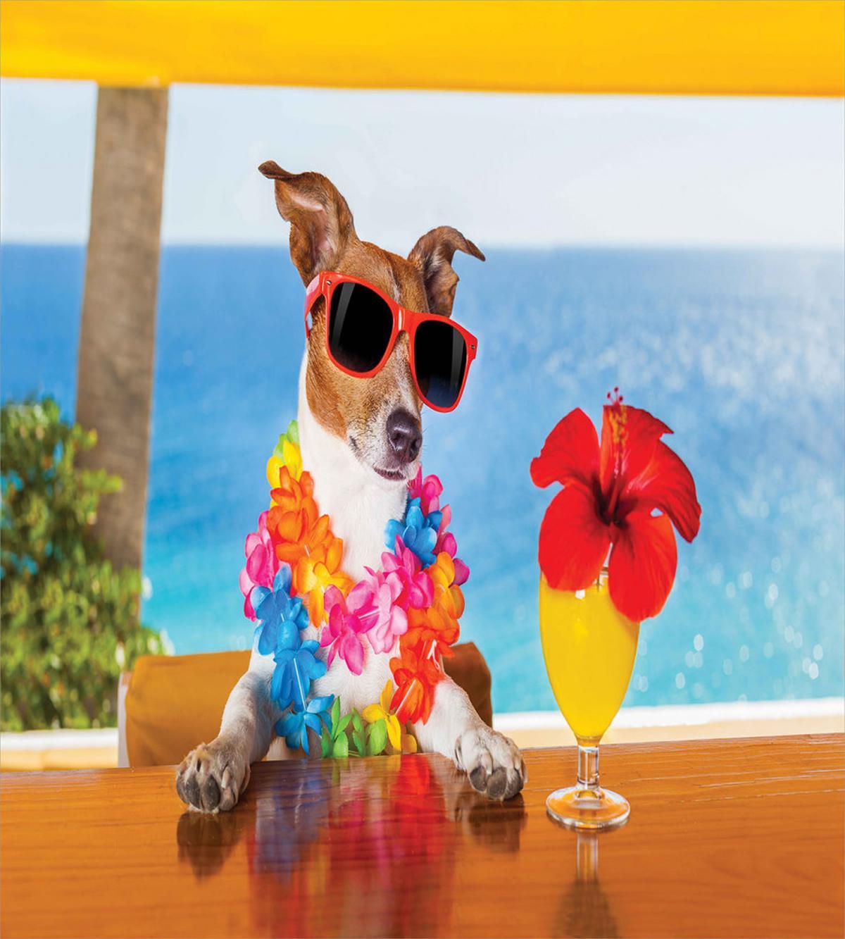 Cool Dog Sitting at Beach Bar — Pattern