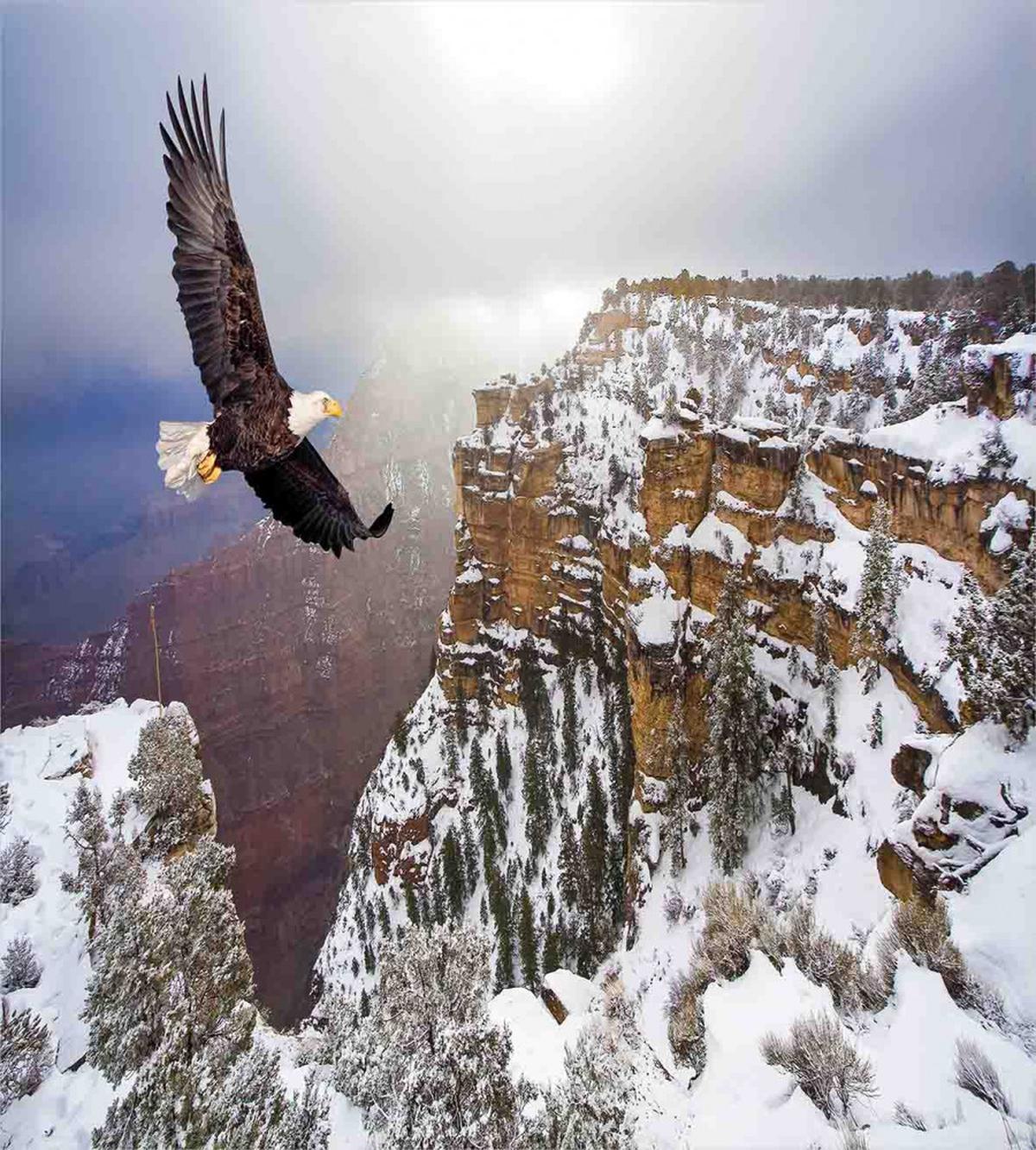 Bald Eagle Landscape — Pattern