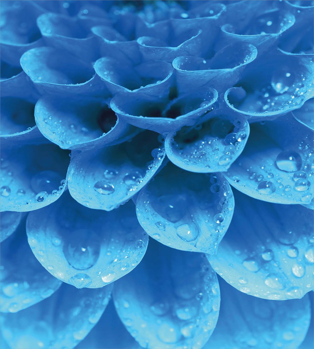 Gerbera Abstract Petals — Pattern